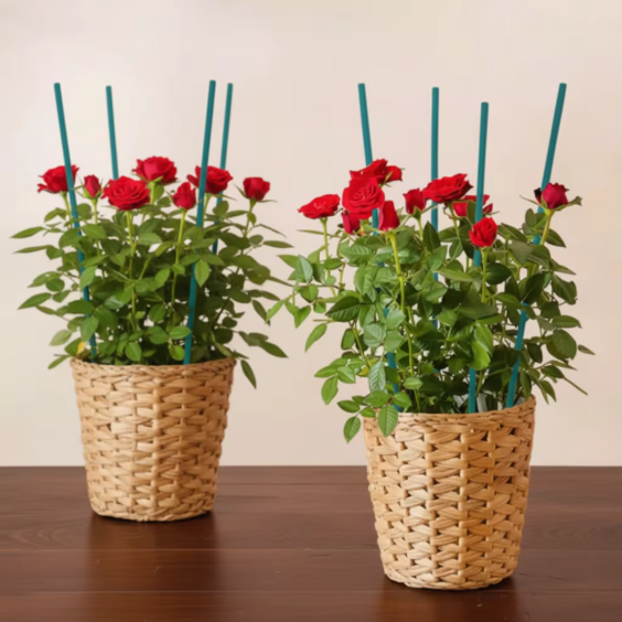 4.0mm (16inch) Colorful Bamboo Natural Flower Stick for Flower Garden Use Flower Stands Sticks